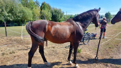 Sportpaard, Dieren en Toebehoren, Paarden, Ruin, B, 165 tot 170 cm, 11 jaar of ouder, Met stamboom