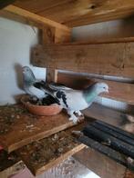 Takla Musel saboni koppel  imperator, Dieren en Toebehoren, Vogels | Duiven