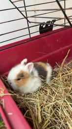 Teddy konijntje, Dieren en Toebehoren, Knaagdieren