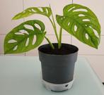 Monstera adansonii, Huis en Inrichting, Ophalen