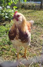Jonge haan, Dieren en Toebehoren, Pluimvee, Mannelijk, Kip