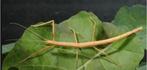 Psg 1 wandelende takken, Dieren en Toebehoren, Insecten en Spinnen