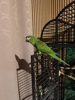 Aras Nobilis, 2025, Animaux & Accessoires