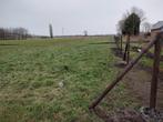 Paardenweide, Weidegang