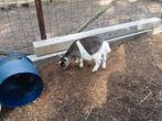 Geiten te koop, Dieren en Toebehoren, Schapen, Geiten en Varkens, Meerdere dieren, Geit