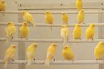 Gele kanaries, Dieren en Toebehoren, Meerdere dieren, Kleurkanarie