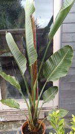 Strelizia Regina, Ophalen, 100 tot 250 cm