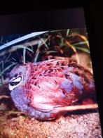 Caille de chine voir description, Animaux & Accessoires, Enlèvement