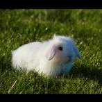 Super lief nederlands dwerg hangoortje voedster Bo, Dieren en Toebehoren