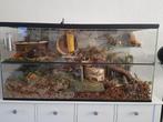 Terrarium voor kleine knaagdieren – Gerbil hamster rat, Dieren en Toebehoren, Minder dan 60 cm, Ophalen of Verzenden, Hamster