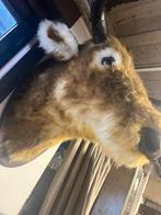 Fake buffel hoofd, Antiek en Kunst, Ophalen