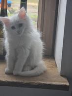 Prachtige Maine Coon kitten zonder stamboom te koop, Kater, Gechipt, 0 tot 2 jaar