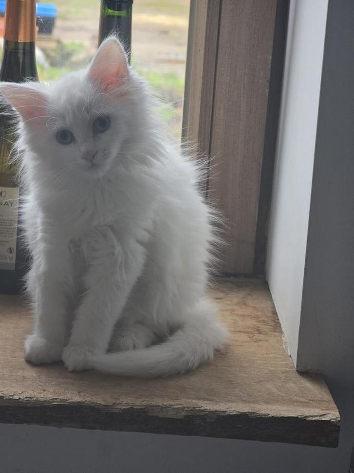 Prachtige Maine Coon kitten zonder stamboom te koop, Dieren en Toebehoren, Katten en Kittens | Raskatten | Langhaar, Kater, 0 tot 2 jaar
