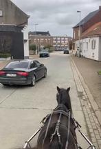 A pony merrie met recreatie koets en zilco tuig, Dieren en Toebehoren, Zadelmak, A pony (tot 1.17m), 11 jaar of ouder, Merrie