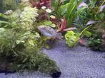 kogelvis, Dieren en Toebehoren, Vissen | Aquariumvissen, Vis, Zoetwatervis