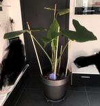 Alocasia olifantsoor inclusief grote pot, Ophalen of Verzenden