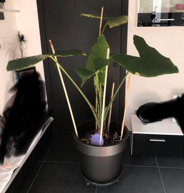 Alocasia olifantsoor inclusief bloempot beschikbaar voor biedingen