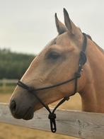 Primeur van de delthoeve poulain. Quarter/bwp D pony 2 jaar, Dieren en Toebehoren, Gechipt, Ruin, 0 tot 2 jaar, Onbeleerd