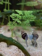 Helena slakken, Dieren en Toebehoren, Vissen | Aquariumvissen