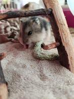 Dwerg hamsters te koop 7weken  oud, Dieren en Toebehoren, Konijnen, Dwerg, 0 tot 2 jaar