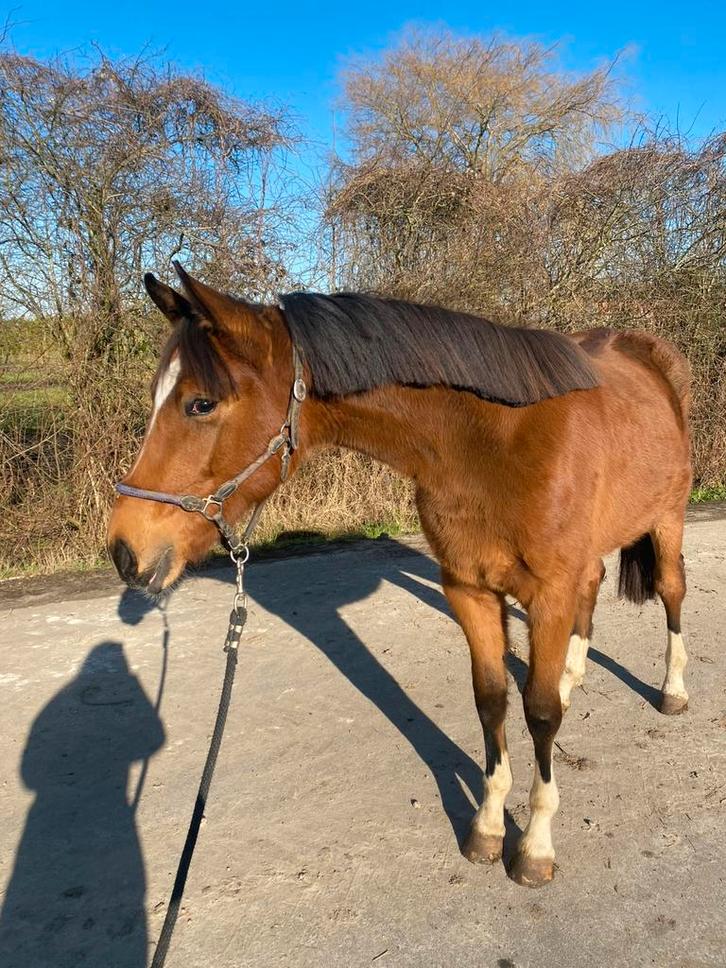 Prachtige, super brave 2 jarige hengst, Dieren en Toebehoren, Paarden, Hengst, Onbeleerd, Minder dan 160 cm, 0 tot 2 jaar, Springpaard