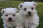 Maltezer, Dieren en Toebehoren, Honden | Chihuahua's en Gezelschapshonden, België, Maltezer, CDV (hondenziekte), 8 tot 15 weken