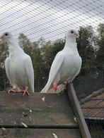 Fighurita duifjes, Dieren en Toebehoren, Vogels | Duiven, Geslacht onbekend, Tortelduif