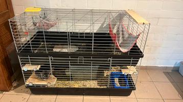 Chinchillas met kooi  beschikbaar voor biedingen