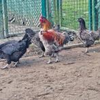 Brugse vechter haan 2024, Dieren en Toebehoren