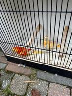 rubino oranje roodruggen, Dieren en Toebehoren, Geringd