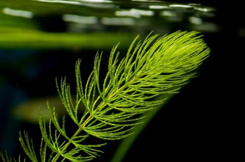Hoornblad (Ceratophyllum demersum), Dieren en Toebehoren, Vissen | Aquaria en Toebehoren, Zo goed als nieuw, Plant(en), Steen of Hout