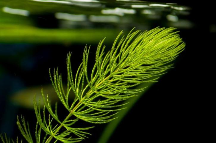 Hoornblad (Ceratophyllum demersum), Dieren en Toebehoren, Vissen | Aquaria en Toebehoren, Zo goed als nieuw, Plant(en), Steen of Hout