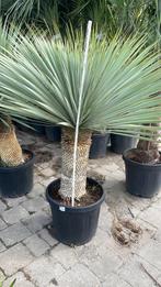 Yucca rostrata, Ophalen