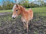 Belgisch Harlinger te koop, Dieren en Toebehoren, Pony's, Merrie, 0 tot 2 jaar, Met stamboom