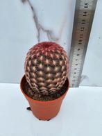 Echinocereus rigidissimus, Verzenden