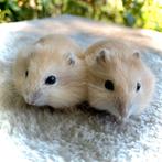 Prachtige allerschattigste troetelhamstertjes (4-8 weken), Animaux & Accessoires, Rongeurs, Hamster, Décembre, Domestique, Plusieurs animaux