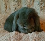 minilop raszuiver rammetje blauw., Dieren en Toebehoren, Konijnen, Mannelijk