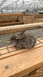 Konijntje, Dieren en Toebehoren, Konijnen, Geslacht onbekend, Klein, 0 tot 2 jaar