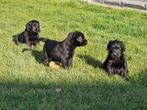 goldador pups zwart, Dieren en Toebehoren, Honden | Retrievers, Spaniëls en Waterhonden, België, CDV (hondenziekte), 8 tot 15 weken