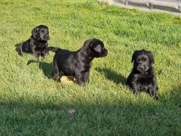 goldador pups zwart beschikbaar voor biedingen