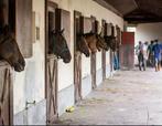 Horse Groomer and Gardener, Dieren en Toebehoren, Paarden