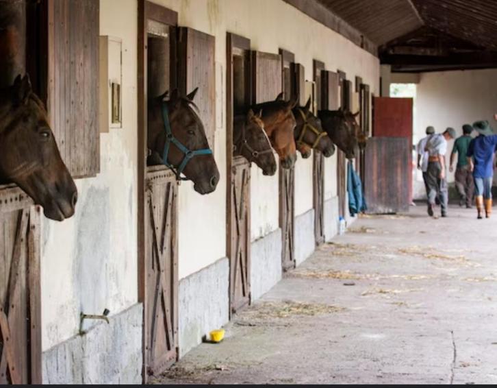 Horse Groomer and Gardener, Dieren en Toebehoren, Paarden