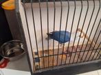 Agapornis fischerie opaline violet, Dieren en Toebehoren, Geringd