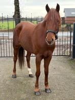 Mega brave 6 jarige E pony, Dieren en Toebehoren, Pony's, B, 3 tot 6 jaar, Gechipt, Recreatiepony