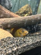 Cichliden, Dieren en Toebehoren, Vissen | Aquariumvissen, Vis, Zoetwatervis