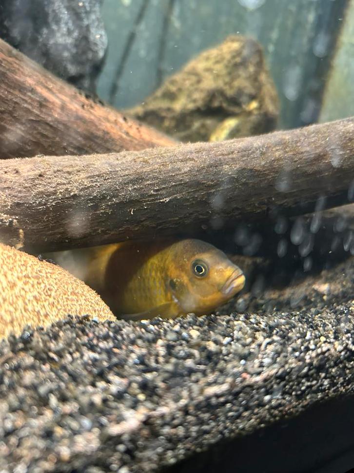 Cichliden, Dieren en Toebehoren, Vissen | Aquariumvissen, Zoetwatervis, Vis