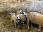 Kerry hill schapen, Dieren en Toebehoren, Schapen, Geiten en Varkens