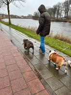 Hondenoppas Huiselijke sfeer 🏡, Diensten en Vakmensen, Particuliere oppas