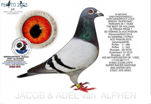 Postduif nr349 M, Dieren en Toebehoren, Vogels | Duiven, Postduif