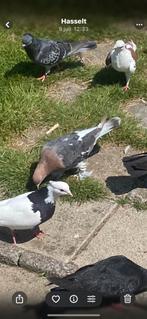 Mooi duiven ...kvalitet 100%...... 20€ tot 50€, Dieren en Toebehoren, Vogels | Duiven